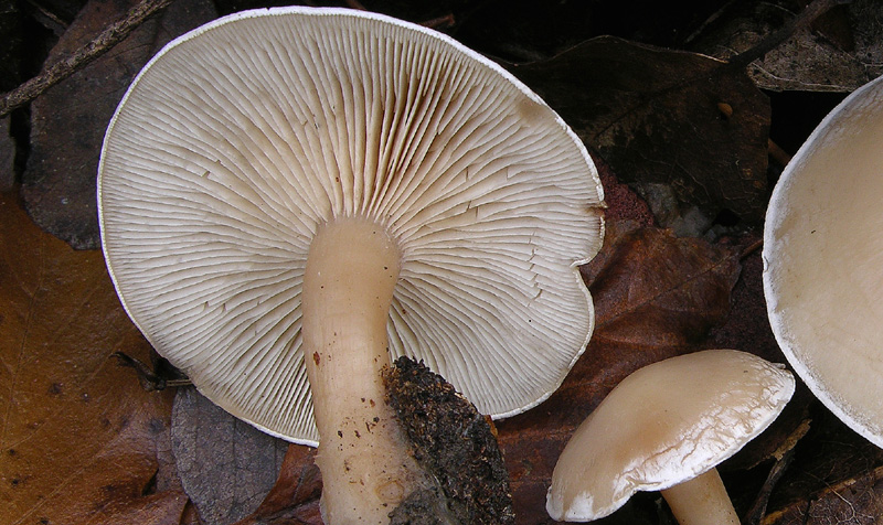 Clitocybe da determinare.